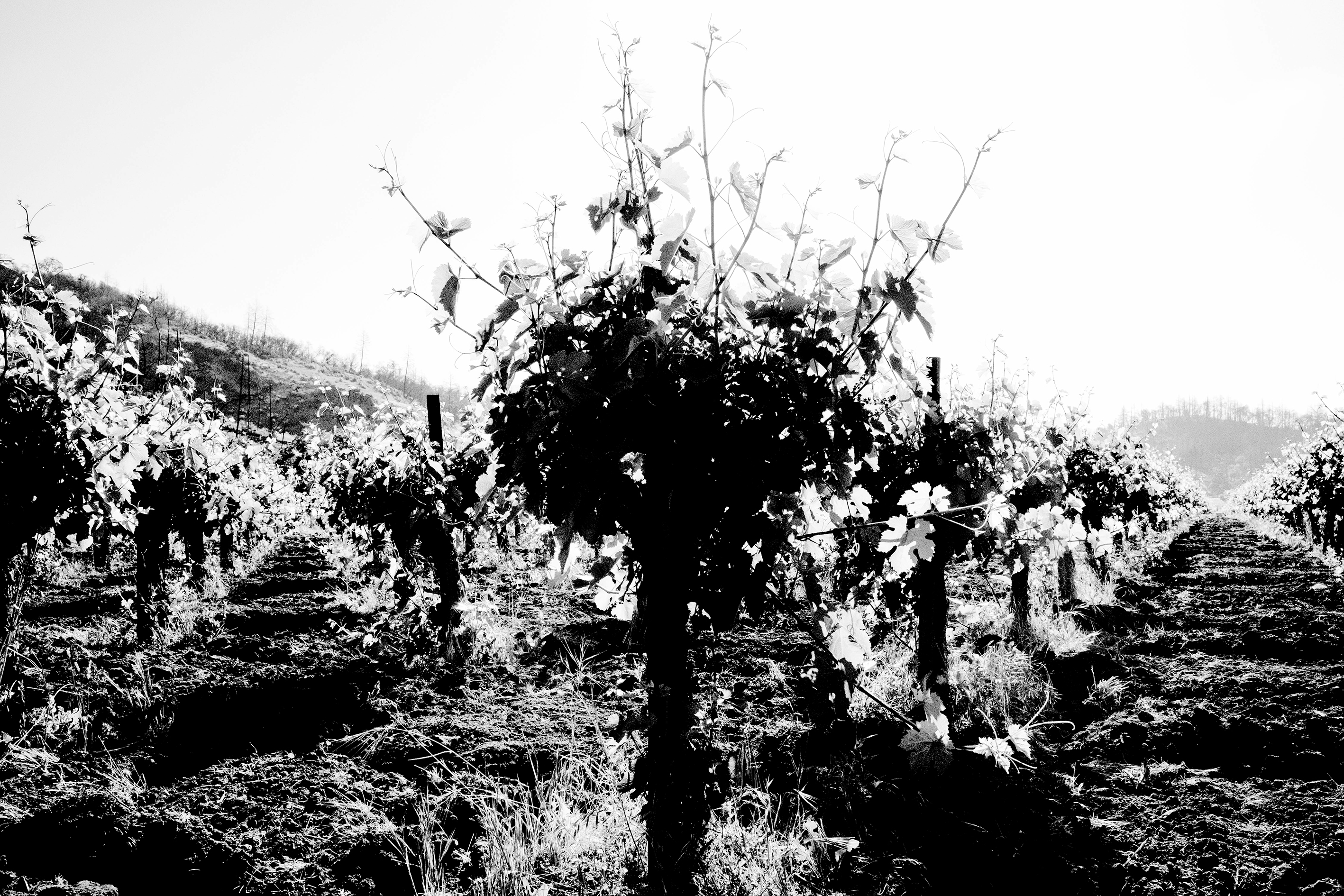 Matt Morris ワイン Matt Morris ワイン Matt Morris ワイン Matt Morris ワイン チルドレッド