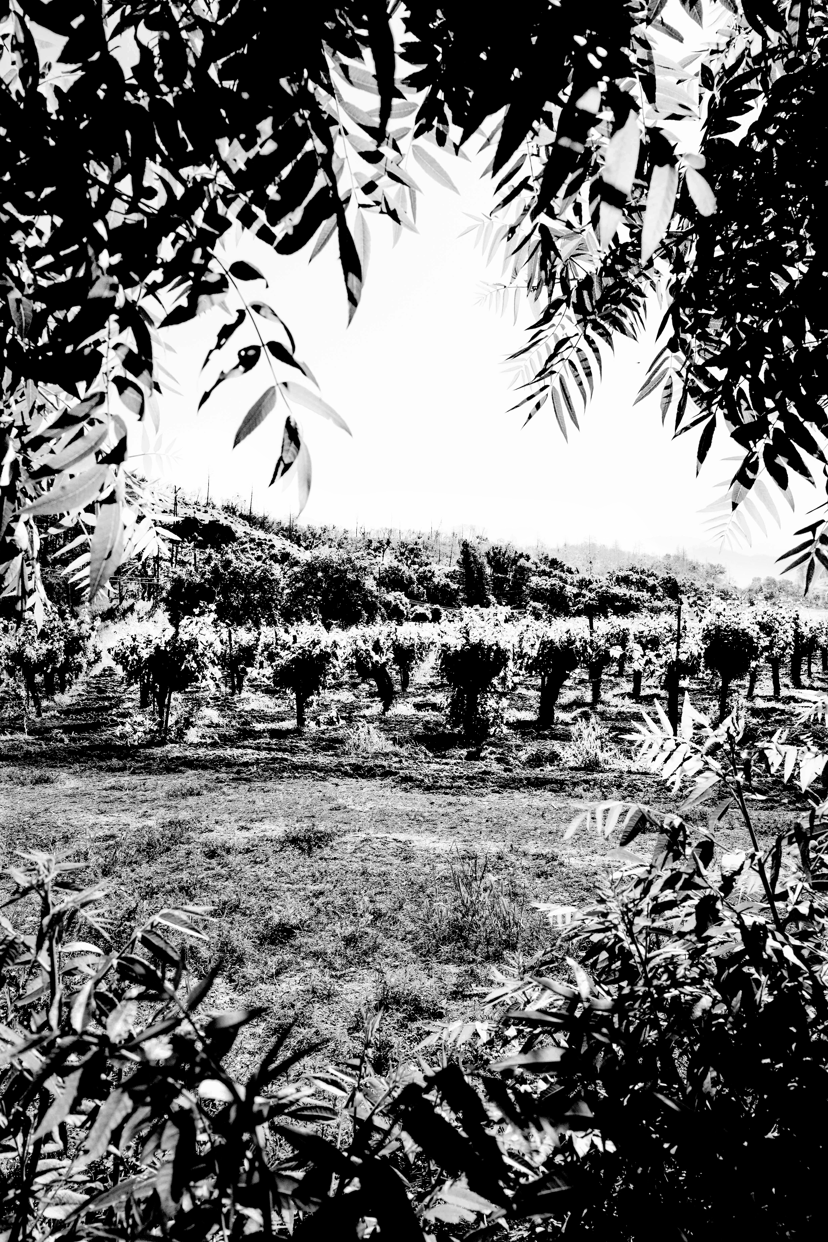 Matt Morris - The Wine Independent